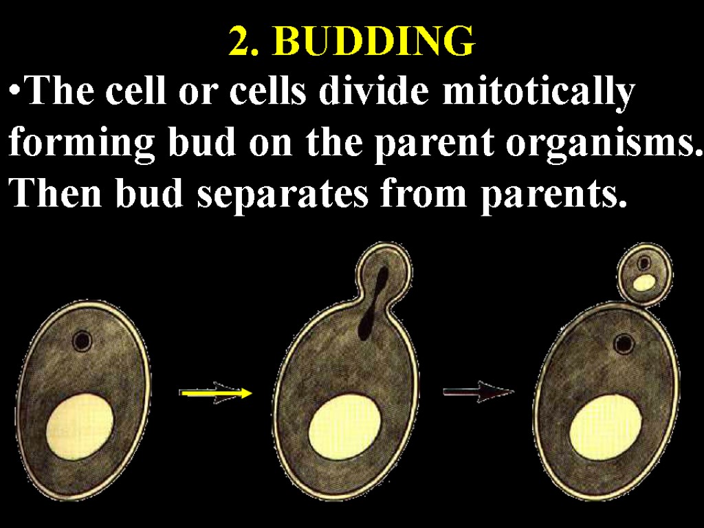 2. BUDDING The cell or cells divide mitotically forming bud on the parent organisms.